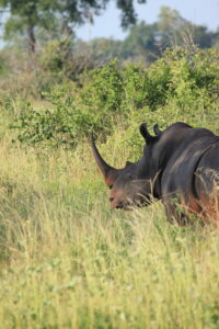 Our Black Rhino spotting for the day!